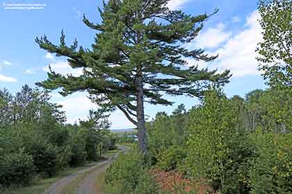 Grundstück Cape Breton