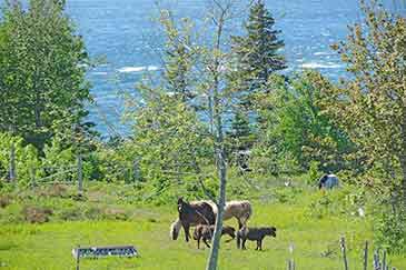Einwanderungsobjekt Pferdepension und Tierhotel mit Farmhaus am Bras d’Or Lake auf Cape Breton
