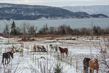 Pferdepension mit Reithalle auf Cape Breton Island, Nova Scotia, Kanada