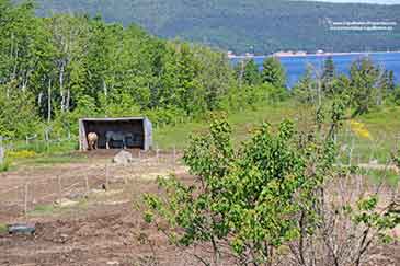 Pferdepension mit Reithalle auf Cape Breton Island, Nova Scotia, Kanada